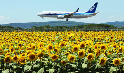 Pesawat yang Terbang di atas Ladang Bunga Matahari